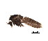  (Smittia leucopogon - BIOUG02204-H08)  @12 [ ] CreativeCommons - Attribution (2012) Muhammad Ashfaq Centre for Biodiversity Genomics