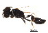 ( - BIOUG02378-C09)  @12 [ ] CreativeCommons - Attribution (2012) Muhammad Ashfaq Centre for Biodiversity Genomics