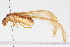  (Macrotermitinae - BIOUG05357-F11)  @14 [ ] CreativeCommons - Attribution (2014) CBG Photography Group Centre for Biodiversity Genomics