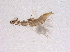  (Diarthrothrips nimbus - BIOUG15345-G01)  @13 [ ] CreativeCommons - Attribution (2015) Muhammad Ashfaq Centre for Biodiversity Genomics