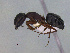  (Camponotus sp. CIP04 - MACN-Bar-Ins-ct 3016)  @14 [ ] Unspecified (default): All Rights Reserved  Unspecified Unspecified
