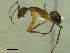  (Camponotus sp. CIP05 - MACN-Bar-Ins-ct 3049)  @13 [ ] Unspecified (default): All Rights Reserved  Unspecified Unspecified