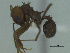  (Acromyrmex fracticornis - MACN-Bar-Ins-ct 3181)  @11 [ ] Unspecified (default): All Rights Reserved  Unspecified Unspecified