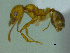  (Pheidole vafra - MACN-Bar-Ins-ct 3194)  @11 [ ] Unspecified (default): All Rights Reserved  Unspecified Unspecified