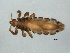  (Pediculidae - NIBGE PTH-00514)  @14 [ ] CreativeCommons - Attribution (2013) Muhammad Ashfaq Centre for Biodiversity Genomics