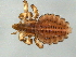  (Haematopinidae - NIBGE PTH-00768)  @14 [ ] CreativeCommons - Attribution (2013) Muhammad Ashfaq Centre for Biodiversity Genomics