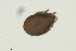  (Limnozetes rugosus - MARB_UIB_1404)  @11 [ ] copyright (2023) Bergen Museum Bergen Museum