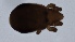  (Trhypochthoniellus longisetus - MARB_UIB_215)  @11 [ ] copyright (2021) Bergen Museum Bergen Museum