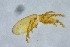  (Eulohmannia ribagai - MARB_UIB_497)  @11 [ ] copyright (2018) Bergen Museum Bergen Museum