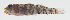  (Eviota lacrimosa - MARQ-080)  @11 [ ] CreativeCommons  Attribution Non-Commercial (by-nc) (2011) Unspecified Smithsonian Institution National Museum of Natural History