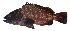  (Epinephelus irroratus - MARQ-198)  @11 [ ] CreativeCommons  Attribution Non-Commercial (by-nc) (2011) Unspecified Smithsonian Institution National Museum of Natural History