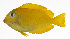  (Acanthurus reversus - MARQ-209)  @11 [ ] CreativeCommons  Attribution Non-Commercial (by-nc) (2011) Unspecified Smithsonian Institution National Museum of Natural History