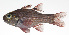  (Ostorhinchus sinus - MARQ-340)  @11 [ ] CreativeCommons  Attribution Non-Commercial (by-nc) (2011) Unspecified Smithsonian Institution National Museum of Natural History