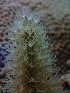  ( - RMNH.COEL.42448)  @11 [ ] CreativeCommons - Attribution Non-Commercial Share-Alike (2015) Unspecified Naturalis Biodiversity Center