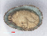  (Fissurella rosea - RMNH.5017561)  @11 [ ] CreativeCommons - Attribution Non-Commercial Share-Alike (2015) Unspecified Naturalis Biodiversity Center