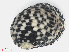  (Nerita tessellata - RMNH.5017599)  @11 [ ] CreativeCommons - Attribution Non-Commercial Share-Alike (2015) Unspecified Naturalis Biodiversity Center
