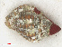  (Gemophos tinctus - RMNH.5017609)  @11 [ ] CreativeCommons - Attribution Non-Commercial Share-Alike (2015) Unspecified Naturalis Biodiversity Center