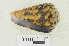  (Conus ermineus - RMNH.5017621)  @11 [ ] CreativeCommons - Attribution Non-Commercial Share-Alike (2015) Unspecified Naturalis Biodiversity Center