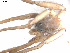  (Pardosa sp. 1GAB_PAK - NIBGE SPD-00019)  @12 [ ] Copyright  G. Blagoev 2010 Unspecified