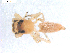  (Cosmophasis undulata - NIBGE SPD-00049)  @12 [ ] Copyright  G. Blagoev 2010 Unspecified