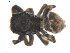  (Bianor albobimaculatus - NIBGE SPD-00103)  @13 [ ] Copyright  G. Blagoev 2010 Unspecified