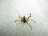  (Pardosa sp. 4GAB_PAK - NIBGE SPD-00979)  @13 [ ] CreativeCommons - Attribution Non-Commercial Share-Alike (2012) M. Sajjad Mirza National Institute for Biotechnology and Genetic Engineering Faisalabad Pakistan