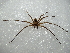  (Heteropoda maxima - NIBGE SPD-01071)  @14 [ ] CreativeCommons - Attribution Non-Commercial Share-Alike (2012) M. Sajjad Mirza National Institute for Biotechnology and Genetic Engineering Faisalabad Pakistan