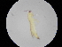  (Thrips coloratus - NIBGE THR-00403)  @13 [ ] CreativeCommons - Attribution Non-Commercial Share-Alike (2012) Muhammad Ashfaq National Institute for Biotechnology and Genetic Engineering Faisalabad Pakistan