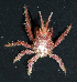  (Tylocarcinus - MBIO3839.1)  @14 [ ] Unspecified (default): All Rights Reserved  Unspecified Unspecified