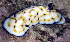  (Chromodoris n. sp - MBIO2735.1)  @15 [ ] Unspecified (default): All Rights Reserved  Unspecified Unspecified