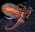  (Octopus bocki - MBIO2888.1)  @15 [ ] Unspecified (default): All Rights Reserved  Unspecified Unspecified