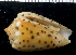  (Conus pulicarius - MBIO2920.1)  @11 [ ] Unspecified (default): All Rights Reserved  Unspecified Unspecified