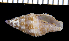  (Prodotia iostoma - MBIO2990.1)  @11 [ ] Unspecified (default): All Rights Reserved  Unspecified Unspecified