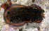  (Dendrodoris nigra - MBIO3153.1)  @14 [ ] Unspecified (default): All Rights Reserved  Unspecified Unspecified