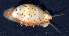  (Cypraea punctata - MBIO3318.1)  @15 [ ] Unspecified (default): All Rights Reserved  Unspecified Unspecified