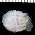 (Coralliobia fimbriata - MBIO3519.1)  @13 [ ] Unspecified (default): All Rights Reserved  Unspecified Unspecified