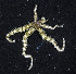  (Ophiactis sp - MBIO2877.1)  @11 [ ] Unspecified (default): All Rights Reserved  Unspecified Unspecified