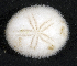  (Mortonia australis - MBIO3212.1)  @11 [ ] Unspecified (default): All Rights Reserved  Unspecified Unspecified