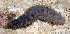  (Holothuria verrucosa - MBIO3315.1)  @11 [ ] Unspecified (default): All Rights Reserved  Unspecified Unspecified