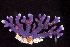  (Distichopora violacea - MBIO2869.1)  @11 [ ] Unspecified (default): All Rights Reserved  Unspecified Unspecified