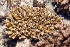  (Acropora retusa - MBIO3244.1)  @11 [ ] Unspecified (default): All Rights Reserved  Unspecified Unspecified