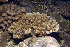  (Acropora lutkeni - MBIO3245.1)  @11 [ ] Unspecified (default): All Rights Reserved  Unspecified Unspecified