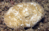  (Sandalolitha dentata - MBIO3507.1)  @11 [ ] Unspecified (default): All Rights Reserved  Unspecified Unspecified