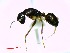  (Camponotus MG149 - casent0191588-D60)  @14 [ ] CreativeCommons - Attribution (2011) M. Alex Smith Centre for Biodiversity Genomics
