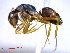  (Camponotus grandidieri - casent0021181-D60)  @15 [ ] CreativeCommons - Attribution (2011) M. Alex Smith Centre for Biodiversity Genomics