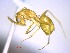  (Camponotus boivini - casent0047743-D60)  @14 [ ] CreativeCommons - Attribution (2011) M. Alex Smith Centre for Biodiversity Genomics