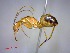  (Camponotus bemaheva - casent0049455-D60)  @14 [ ] CreativeCommons - Attribution (2011) M. Alex Smith Centre for Biodiversity Genomics