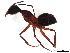 (Camponotus intrepidus - BIOUG52153-A02)  @11 [ ] CreativeCommons - Attribution (2021) CBG Photography Group Centre for Biodiversity Genomics
