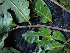  (Ruprechtia tangarana - BIORTP-061-A07)  @11 [ ] CreativeCommons - Attribution Non-Commercial Share-Alike (2019) Varun Swamy San Diego Zoo Global