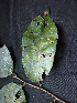  (Luehea cymulosa - BIORTP-061-D06)  @11 [ ] CreativeCommons - Attribution Non-Commercial Share-Alike (2019) Varun Swamy San Diego Zoo Global